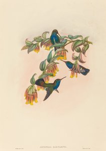 Agyrtria bartletti (Bartletts Smaragd) von W. Hart