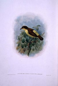 Loboparadisea serica, Wasserbilled Vogel des Paradieses (Farblithographie)