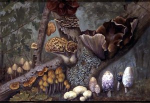 Pilze im Wald von W. Neville