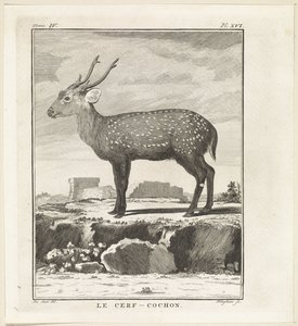 Hirsch