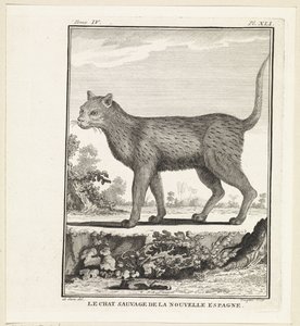Wilde Katze von W. Tringham