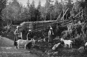 Ziegenzucht in Dalarna, Schweden, 1908-1909