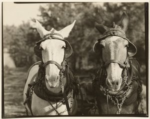[Zwei Maultiere, Hale County, Alabama]