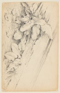 Studie von Pflanzen und verrottetem Baumstamm, 155th Street von Walter Clark