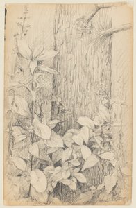 Studie von Unterholz von Walter Clark