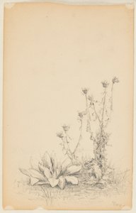 Studie von Wildpflanzen