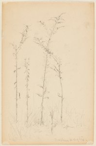 Studie von Wildpflanzen, Fordham Heights von Walter Clark