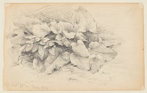 Studie einer Pflanze, West 86th Street von Walter Clark