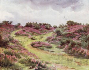 Der New Forest: Glockenheide auf der Setley-Ebene von Walter Frederick Roofe Tyndale