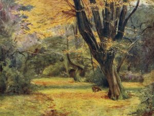Der New Forest: Ahornbäume, nahe Queen