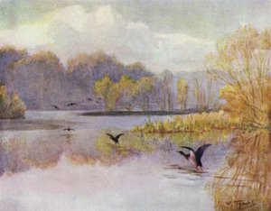 Der New Forest: Der Teich bei Minstead Mill von Walter Frederick Roofe Tyndale