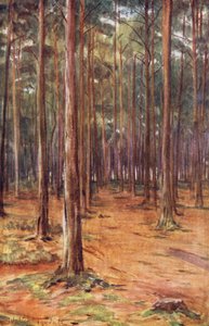 Wessex: Kiefernwälder bei Bournemouth von Walter Frederick Roofe Tyndale