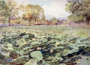 Weiße Lotusblumen, der Burggraben, Kofu von Walter Frederick Roofe Tyndale