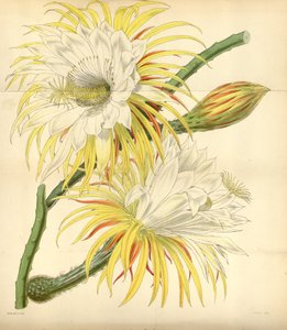 Selenicereus macdonaldiae von Walter Hood Fitch