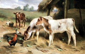 Drei Kälber und Geflügel