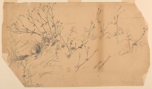 Naturstudie