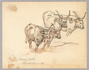 Studie von Rindern in der Toskana