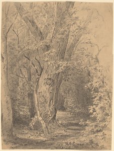 Baum und Laub