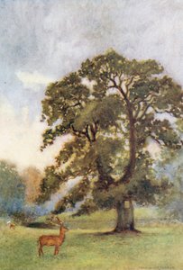 Die Eiche des Abtes, Woburn
