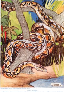 Riesiger Python, Illustration aus 