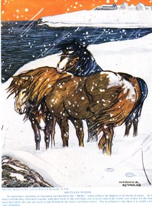 Shetlandponys, Illustration aus 