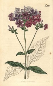 Kreuzblättrige Phlox oder Lychnidea, Phlox acuminata