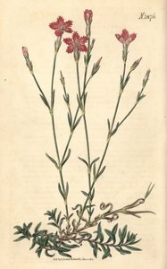 Feldnelke - Feldpink, Dianthus campestris. Handkolorierter botanischer Stich von Weddell aus John Sims