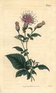 Fünfblättrige Sarrette - Klasea quinquefolia