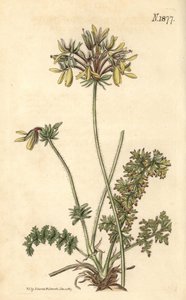 Floristen-Geranie - Pelargonium rapaceum var. luteum