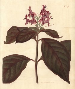 Milch der Jungfrau - Graptophyllum pictum