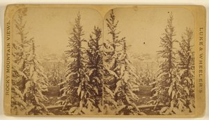 Bäume mit Schnee, Leadville, Colorado von Wellington O. Luke and Dansford Noble Wheeler