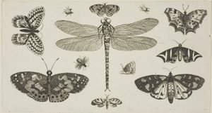 Eine Libelle, Marienkäfer und Schmetterlinge, aus Diversae Insectorum...Figurae von Wenceslaus Hollar