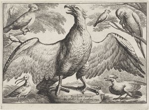 Adler von Wenceslaus Hollar