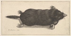 Toter Maulwurf, 1646