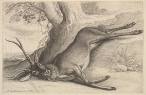 Toter Hirsch, 1646 von Wenceslaus Hollar
