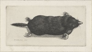 Toter Maulwurf