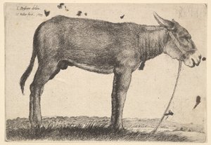 Esel, 1649