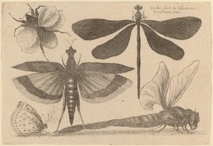 Libellen, eine Hummel und ein Schmetterling