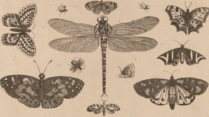 Libelle, Marienkäfer und Schmetterlinge