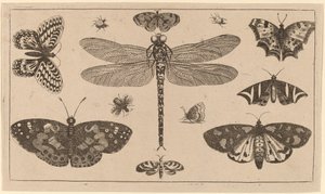 Libelle, Marienkäfer und Schmetterlinge
