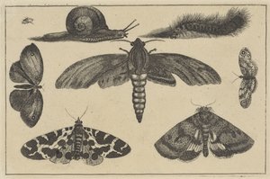 Drei Motten, Schmetterlinge, Käfer, Schnecke und Raupe (Verschiedene Insekten) von Wenceslaus Hollar