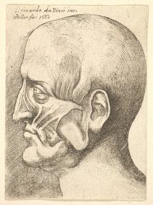 Ecorche-Kopf eines Mannes im Profil nach links, 1660