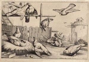Acht Tauben (Zustand 1) von Wenceslaus Hollar
