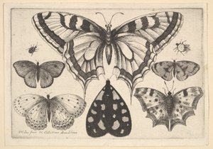 Fünf Schmetterlinge, eine Motte und zwei Käfer, 1646