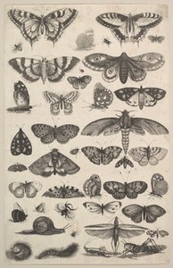 Einundvierzig Insekten, darunter Motten und Schmetterlinge von Wenceslaus Hollar