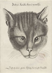 Kopf einer Katze von Wenceslaus Hollar