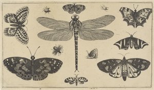 Libelle, Marienkäfer und Schmetterlinge