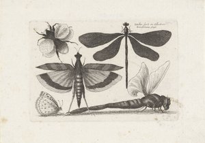 Libellen, Schmetterling und eine Hummel
