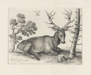 Liegender Hirsch, nach rechts von Wenceslaus Hollar