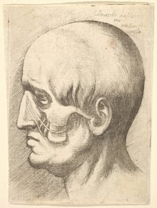 Männlicher Kopf im Profil nach links mit freigelegten Muskeln, 1660